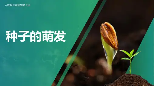 《种子的萌发》PPT课件