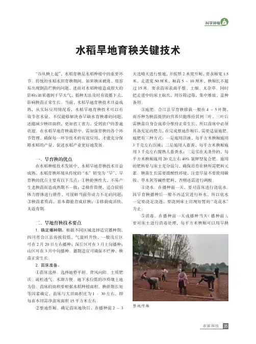 水稻旱地育秧关键技术