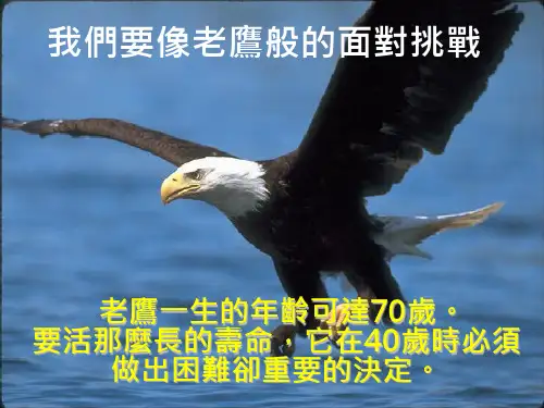 鹰的故事ppt课件