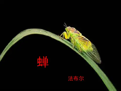 第21课《蝉》课件(共26张PPT)+2023—2024学年统编版语文八年级上册
