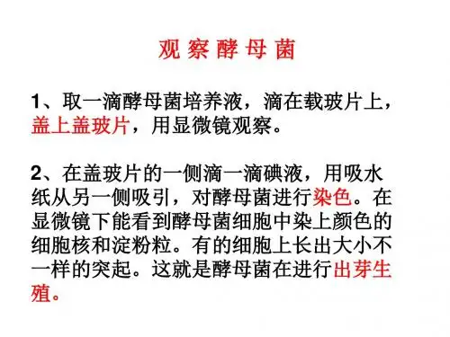 20  观察酵母菌和霉菌