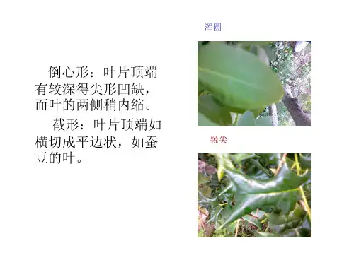 植物学——叶的形态2