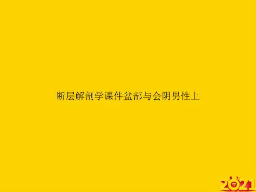 断层解剖学盆部与会阴男性上ppt正式完整版