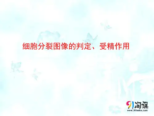 课件3：2.1.3 细胞分裂图像的判定、受精作用