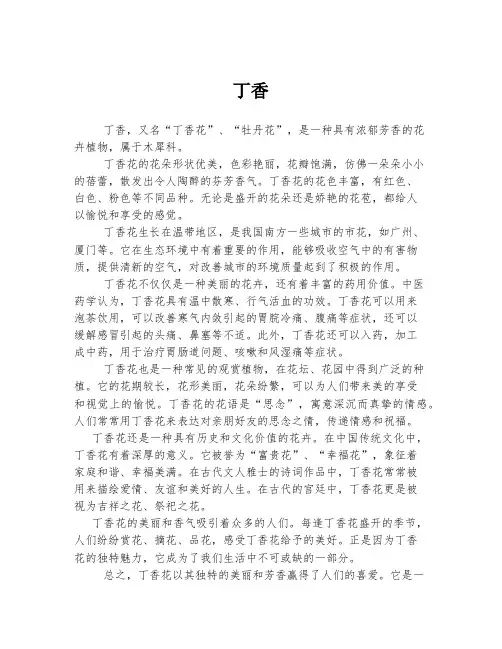 丁香   