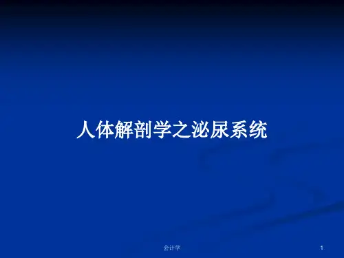 人体解剖学之泌尿系统PPT学习教案