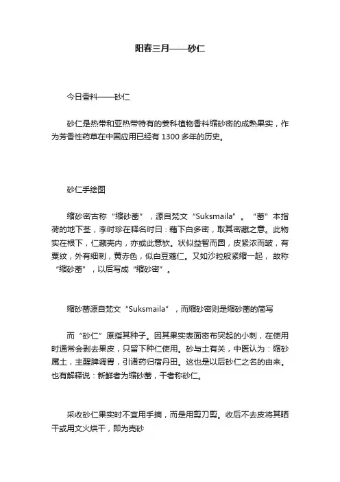 阳春三月——砂仁