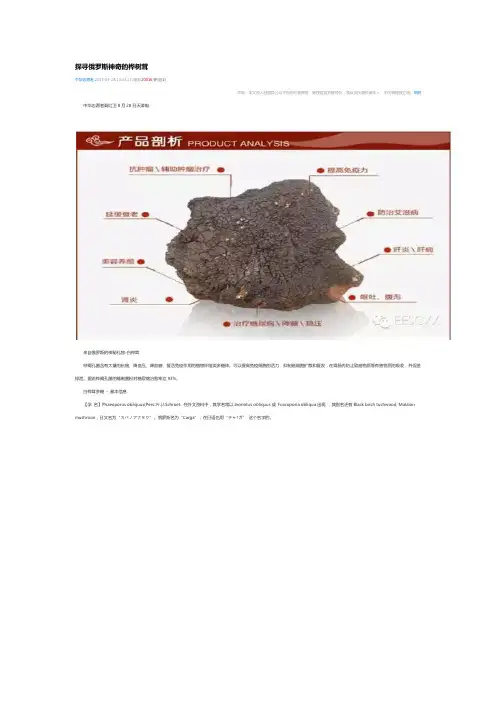 探寻俄罗斯神奇的桦树茸