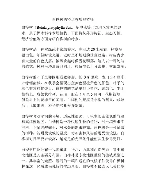 白桦树的特点有哪些特征