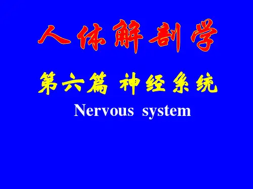神经系统(脑干、间脑、小脑)