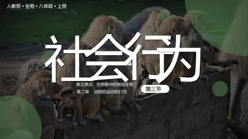 第三节 社会行为 课件(20张PPT).ppt