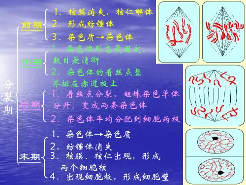 高考复习之减数分裂