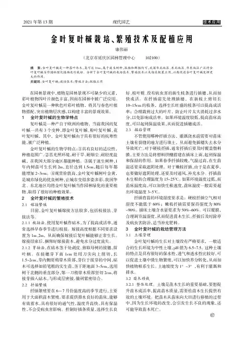 金叶复叶槭栽培、繁殖技术及配植应用