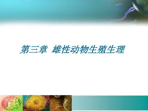 雄性动物生殖生理-2022年学习资料