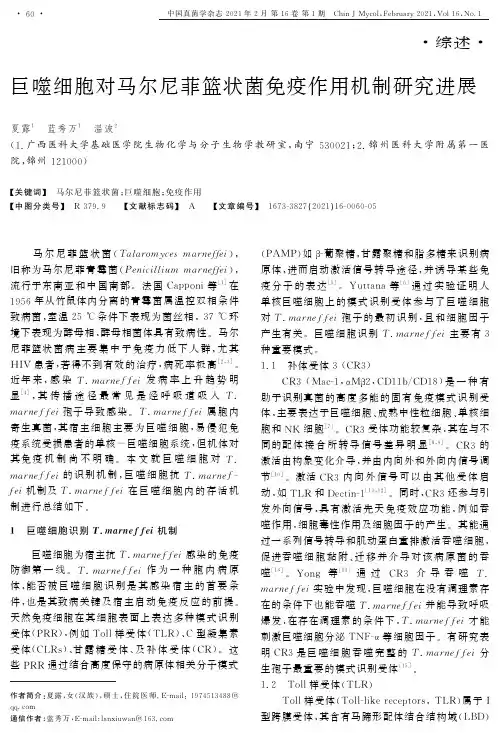 巨噬细胞对马尔尼菲篮状菌免疫作用机制研究进展