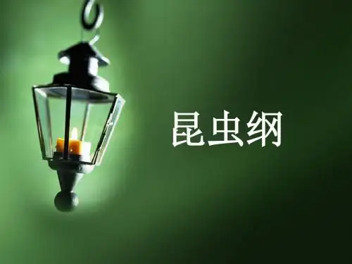昆虫纲