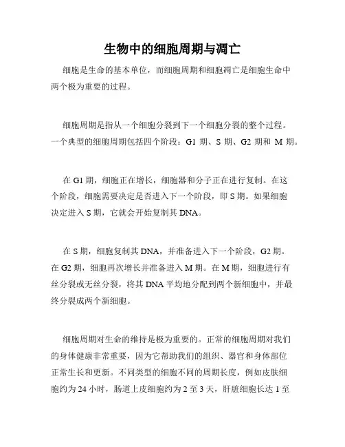 生物中的细胞周期与凋亡