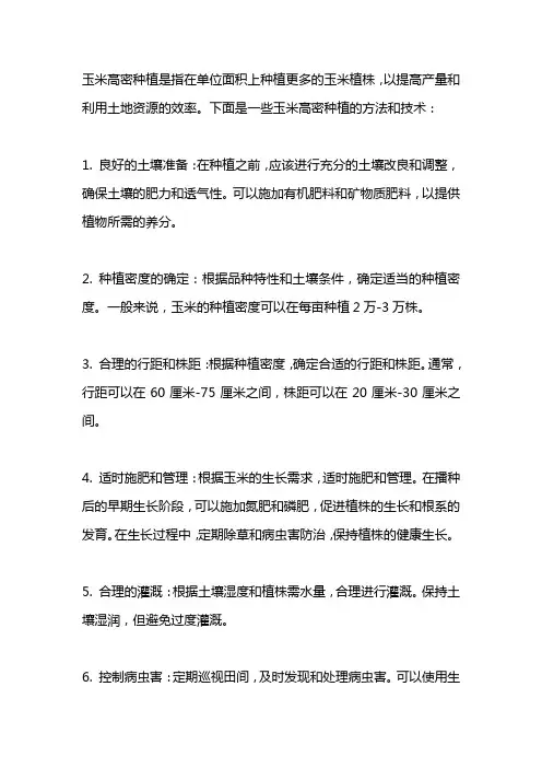 玉米高密种植