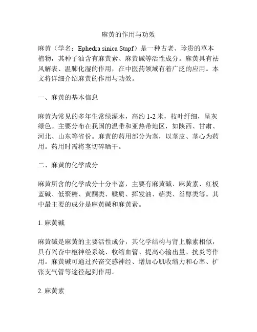 麻黄的作用与功效