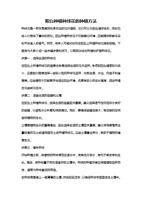 阳台种植种球花的种植方法