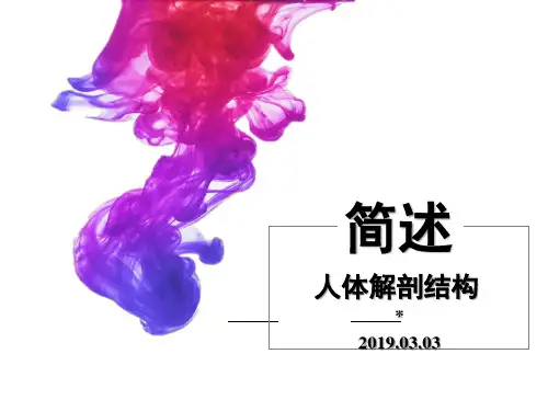 人体解剖结构简述-第二章
