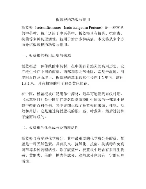 板蓝根的功效与作用