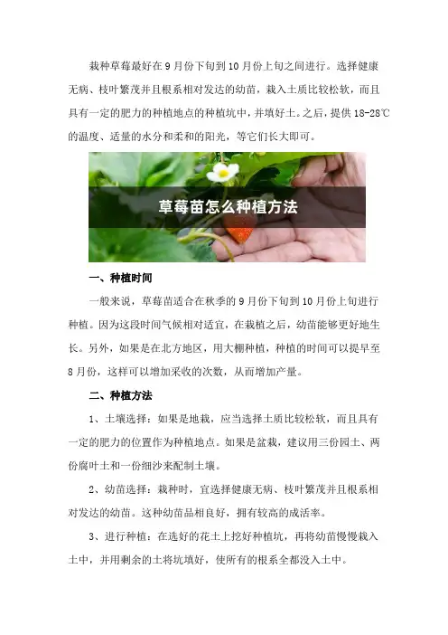 草莓苗怎么种(种植方法详解)