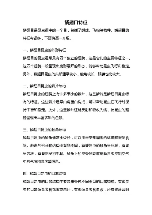 鳞翅目特征