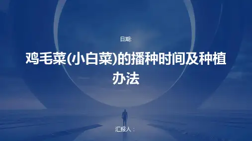 鸡毛菜(小白菜)的播种时间及种植办法