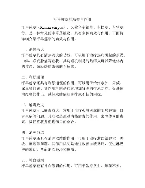 汗旱莲草的功效与作用