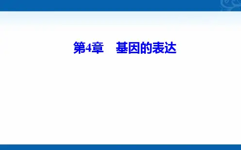 新教材2021春高中生物必修2人教版课件-第4章-第2节-基因表达与性状的关系