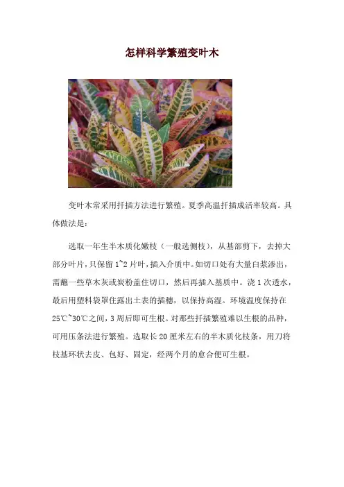 怎样科学繁殖变叶木