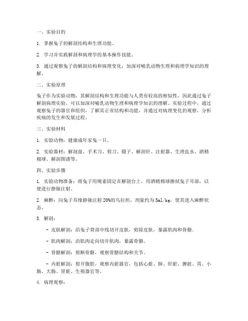 兔子解剖病理实验报告