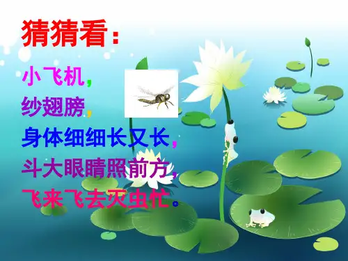人教版二年级美术：《蜻蜓飞飞》课件3.ppt