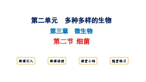 2.3.2细菌课件+2024-2025学年人教版生物七年级上册