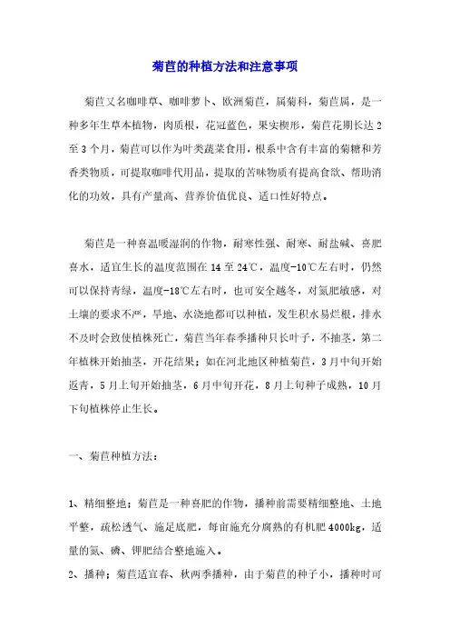 菊苣的种植方法和注意事项