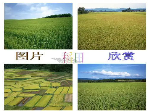 培育抗除草剂作物