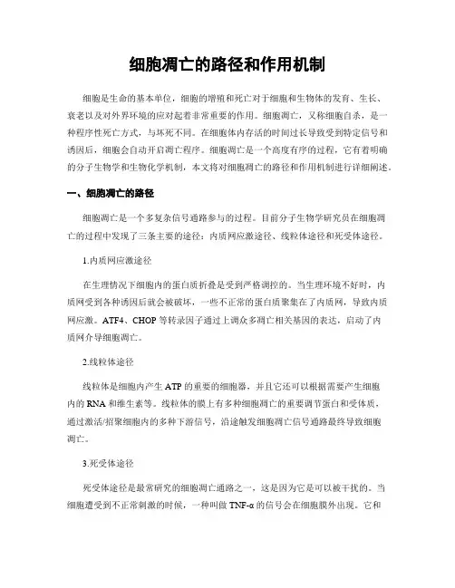 细胞凋亡的路径和作用机制