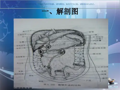 腹部手术的解剖课件