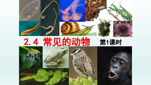 浙教版初中科学七上.1常见的动物(课件)