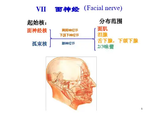 面神经解剖ppt课件