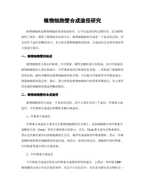 植物细胞壁合成途径研究