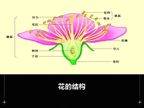 果实的结构与类型
