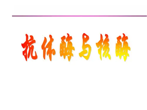 核酶和抗体酶