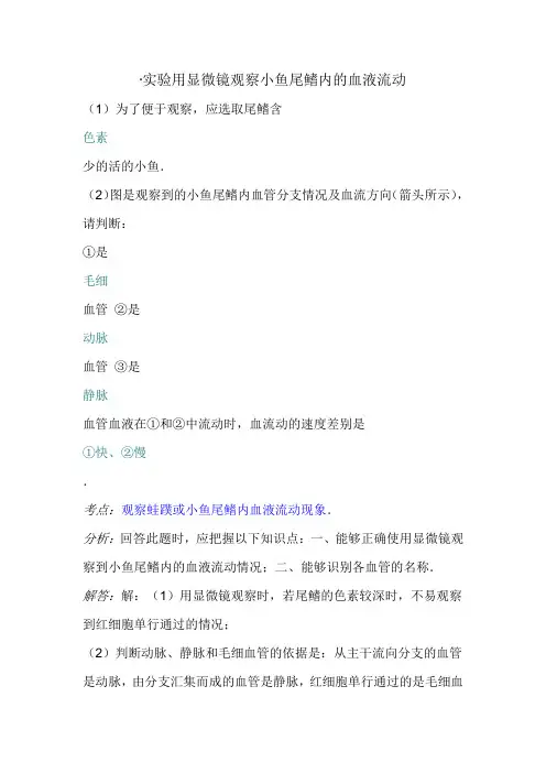 实验用显微镜观察小鱼尾鳍内的血液流动