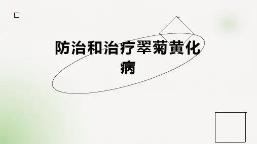 防治和治疗翠菊黄化病