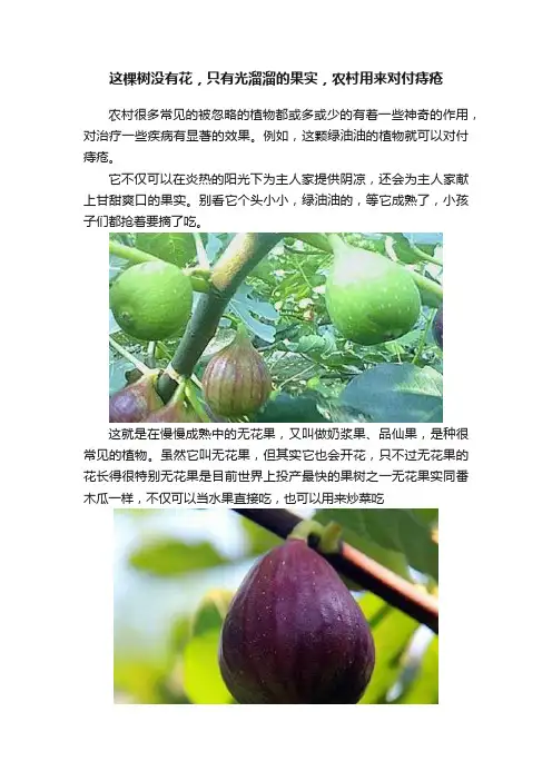 这棵树没有花，只有光溜溜的果实，农村用来对付痔疮