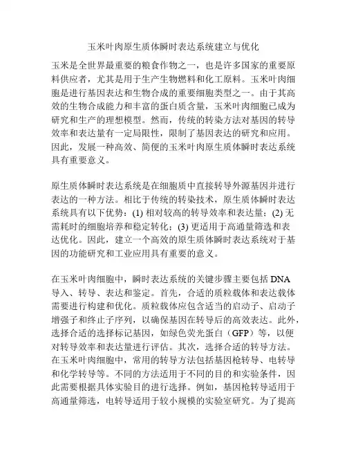玉米叶肉原生质体瞬时表达系统建立与优化