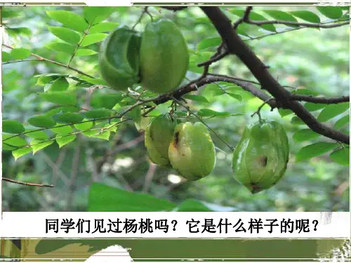 《画杨桃》ppt课件