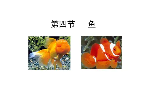 初中八年级上册生物《鱼》课件